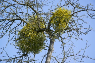 doğada ağaçlarda ökseotu