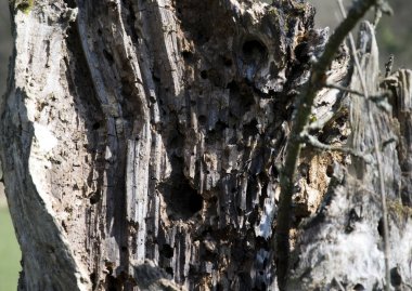 Eski bir ağacın yakın