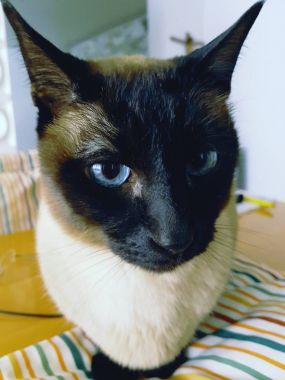 Siam kediyi yerden kapatın