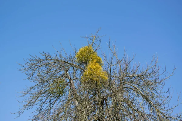 Mistel Bush Tree Part One — Stock Photo, Image