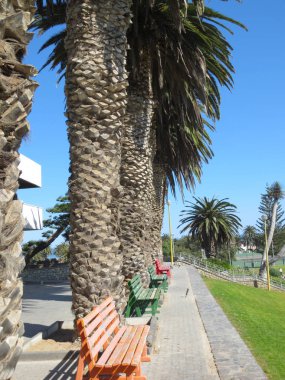 palmiye ağaçları Promenade
