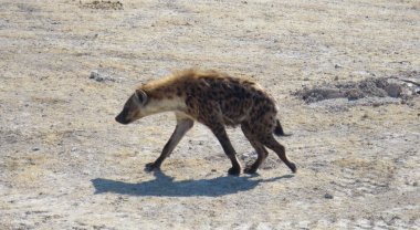 Namibya sırtlan yürüyüş