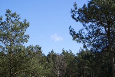 ağaç üstleri varyasyonu