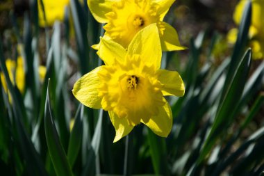 Sarı çiçek yakın çekim