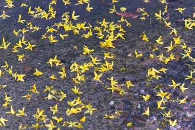 Yerde sarı bir çiçek vardı.