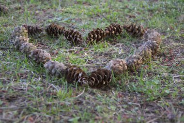 Orman zemininde yakın çekimde çam kozalağı