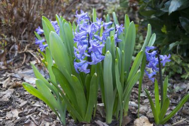 yakın olarak leylak çiçek