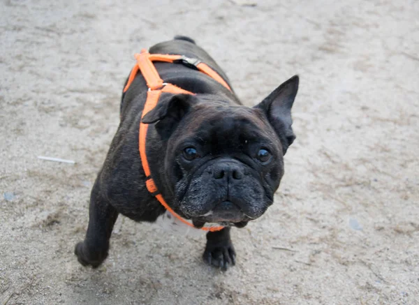 Cane Nero Guardare — Foto Stock