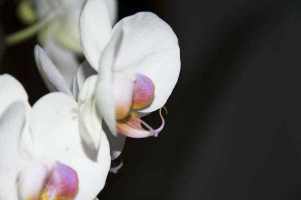 White Orchid Close — Stock Photo, Image
