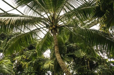 Tropikal palmiye ağaçları - Lizbon