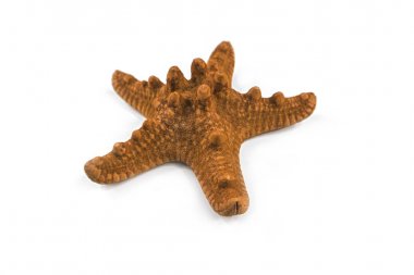 Deniz yıldızı, beyaz arka plan üzerinde