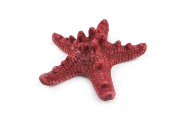 Deniz yıldızı, beyaz arka plan üzerinde