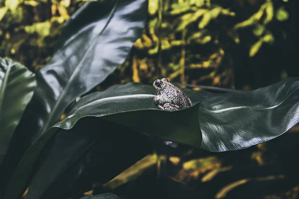 Tropical Frog Lisbon Portugal — Stock Photo, Image