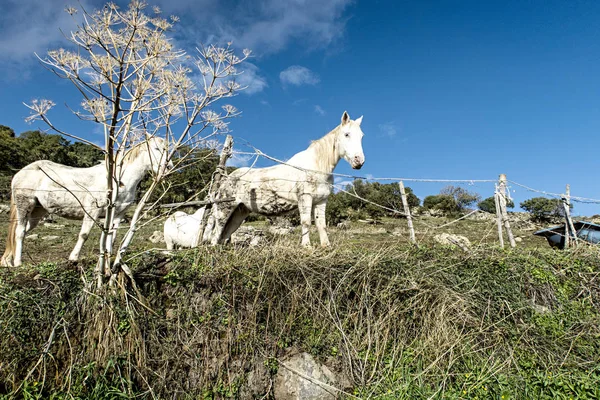 Paisagem Com Cavalos Brancos Prado Sardenha Fotografia De Stock