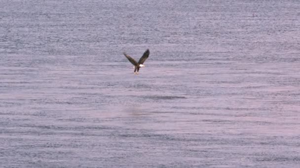 Bald eagle hovering over — Stock Video