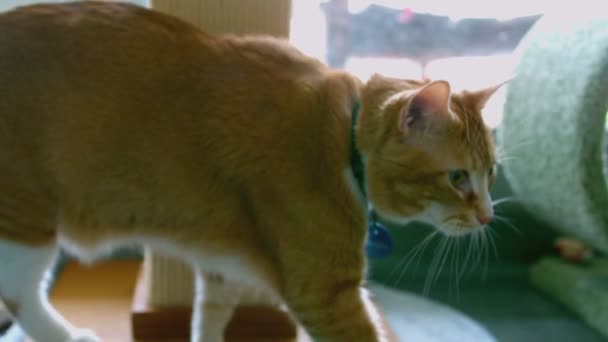 Kitten walking through play area — Stock Video