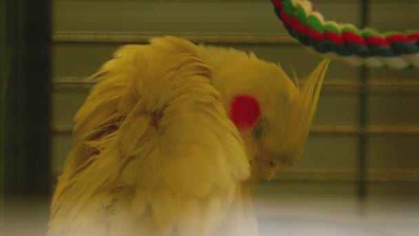 Piume increspate di cacatua — Video Stock