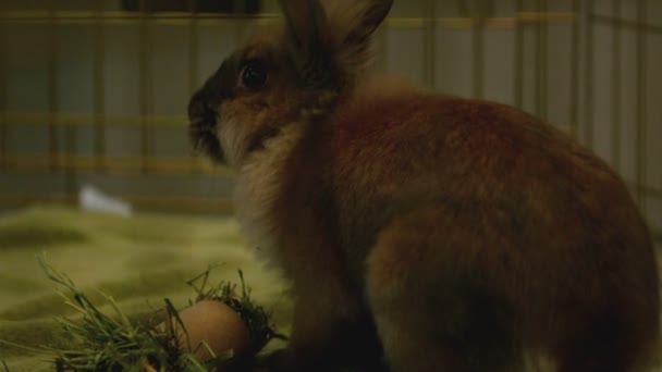 Slow-motion bruin konijntje kauwen van voedsel — Stockvideo
