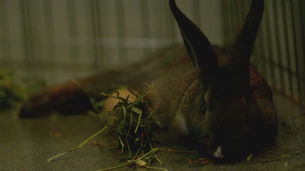 Slow motion bruin konijntje munching op gras — Stockvideo