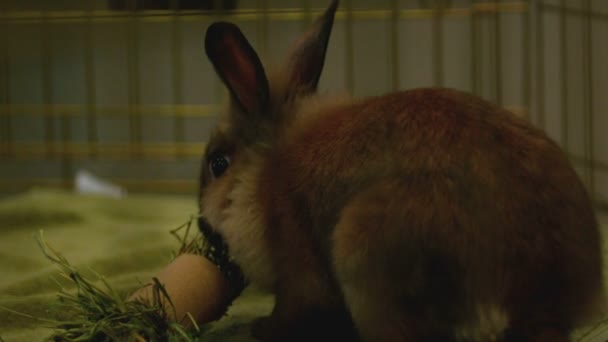 Slow-motion bruin konijntje plukken op gras — Stockvideo