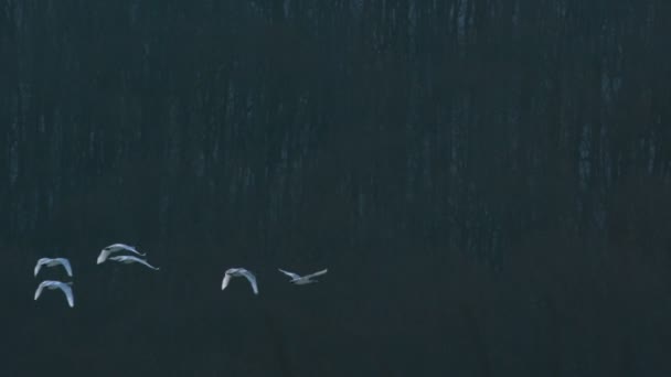 Swans flying against trees — Stock Video