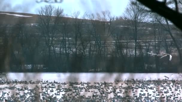 Cygnes de la toundra survolant le lac — Video