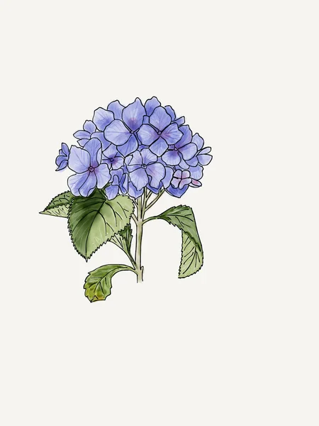 アジサイの水彩イラスト 青い夏の花は 白い背景で隔離 手描き スケッチ — ストック写真