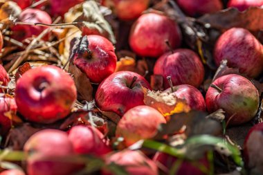 Vahşi Kızıl Orman Elmaları yerde yatıyor.