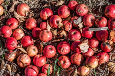 Vahşi Kızıl Orman Elmaları yerde yatıyor.