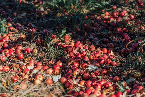 Floresta Vermelha Selvagem Maçãs Deitadas Chão — Fotografia de Stock