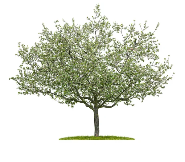 Ізольована квітуча вишня на білому тлі — стокове фото