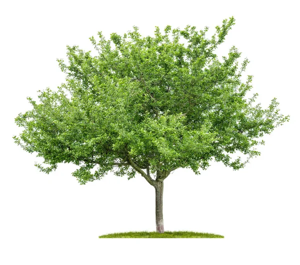 Beyaz zemin üzerinde bir izole kiraz ağacı — Stok fotoğraf