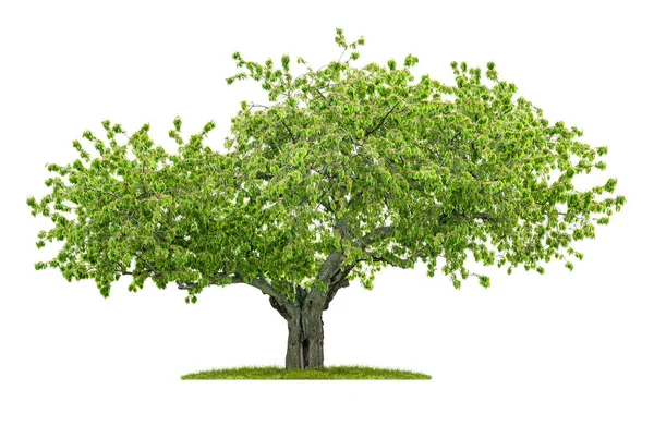 Vecchio albero ciliegio isolato su sfondo bianco — Foto Stock