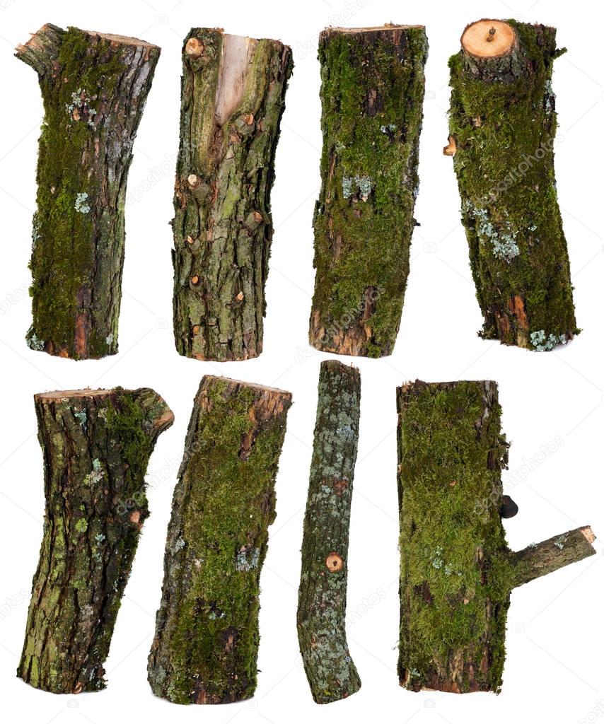 Set of pieces of tree branches isolated on white background 