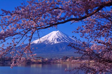 Fuji Dağı ve kiraz çiçekleri Gölü Kawaguchi 