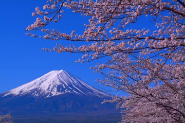 Fuji Dağı ve Fuji Kawaguchiko kasaba Japonya'dan mavi gökyüzü ile kiraz çiçekleri 04/20/2017