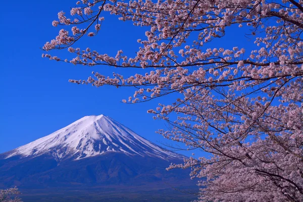 Mount Fuji and cherry blossoms with Blue Sky from Fuji Kawaguchiko Town Japan 04/20/2017