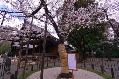 Örnek ağaç kiraz çiçekleri Yasukuni tapınak Tokyo Japonya 03/23/2018
