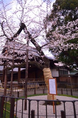 Numune ağaç kiraz çiçekleri Yasukuni tapınak Tokyo Japonya 03/23/2018