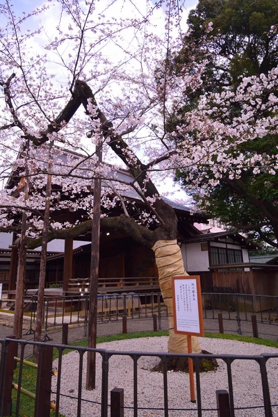 Spécimen Arbre Fleurs Cerisier Sanctuaire Yasukuni Tokyo Japon 2018 — Photo