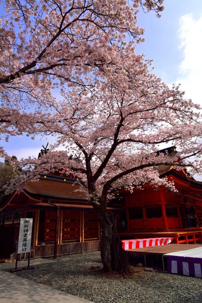 Třešňové Květy Svatyně Fujisan Hongu Sengentaisha Fujinomiya City Japonsko 2018 — Stock fotografie
