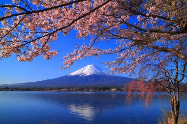 Cherry blossoms and Mt. Fuji from the northern coast of the Lake