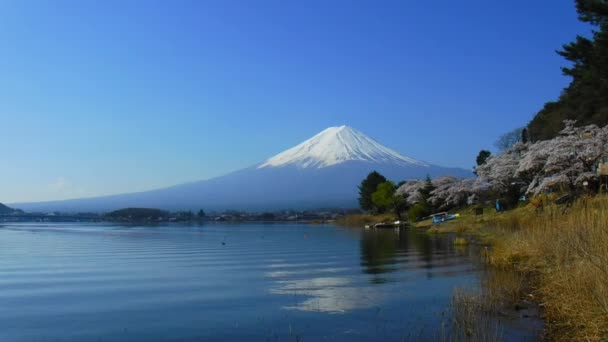 日本河口湖滨公园富士山和樱花 2018 — 图库视频影像