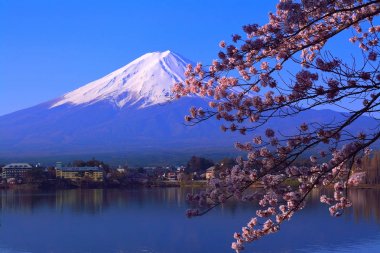 Kiraz çiçekleri ve Mt. Fuji mavi gökyüzü göl kawaguchi Japonya'da 