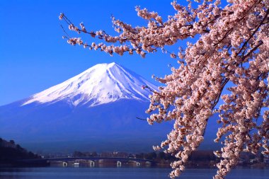 Kiraz çiçekleri gelen Kuzey tam Bloom Gölü kıyısında Kawaguchi ve Mt. Fuji mavi gökyüzü 04/10/2018