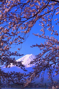 Mavi gökyüzü ve Mt. Fuji Gölü Kawaguchi Japonya kiraz çiçekleri 04/10/2018
