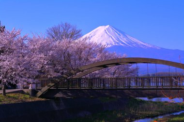Kiraz çiçekleri ve göl Kawaguchi Japonya'nın Kuzey kıyıdan Mt. Fuji 04/10/2018