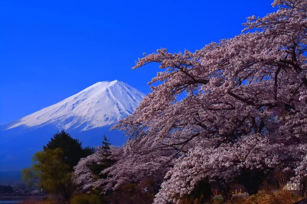 Fuji Och Cherry Blossoms Blå Himmel Nagasaki Park Lake Kawaguchi — Stockfoto