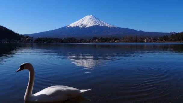 Svan Och Berget Fuji Från Ubuyagasaki Sjön Kawaguchi Japan 2020 — Stockvideo