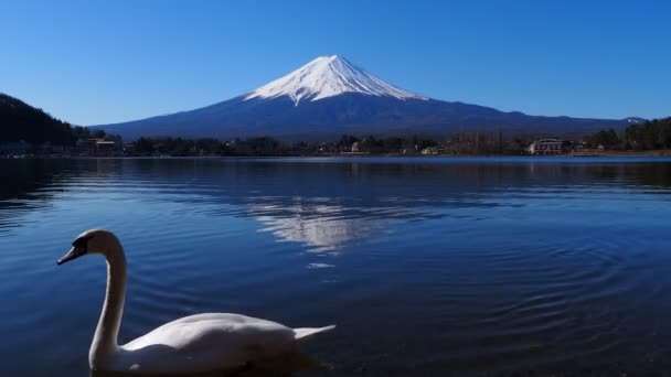 Swan Mount Fuji Ubuyagasaki Ból Kawaguchi Tóból Japán 2020 Mov — Stock videók